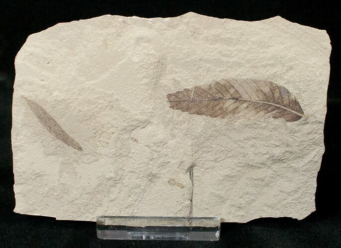 Fossil Cedrelospermum & Pseudosalix Leaves - Green River Formation #16342